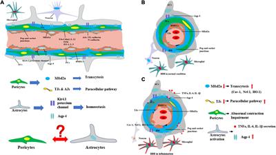 New insight into neurological degeneration: Inflammatory cytokines and blood–brain barrier